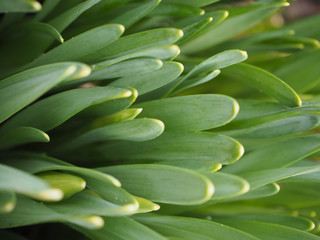 Obraz premium Abstract green leaves
