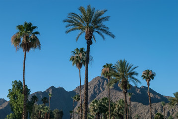 Fototapeta na wymiar California Palms
