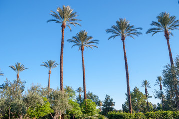 Fototapeta na wymiar California Palm Trees