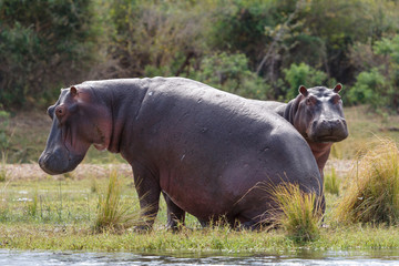 Common hippopotamus or hippo (Hippopotamus amphibius). Lower Zambezi. Zambia