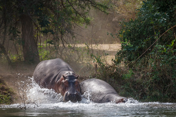 Common hippopotamus or hippo (Hippopotamus amphibius). Lower Zambezi. Zambia