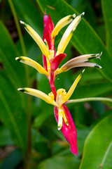 Obraz premium FLOR HELICONIA in the tropical area of Guatemala central america, outdoor garden in hotel.