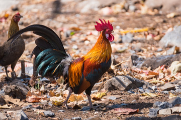 Closeup beautiful chicken on blurred ground textured background with copy space.Bangkok, Thailand.