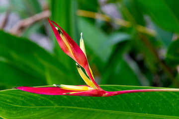 FLOR HELICONIA in the tropical area of Guatemala central america, outdoor garden in hotel.