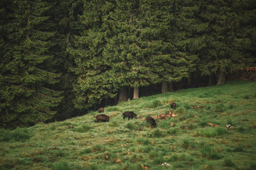 Group of wild boars, in spring nature. wildlife scenery of a family with small piglets,captured in Bucegi Mountains,Romania