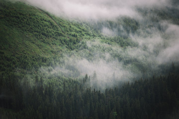 Evergreen pine woodland forest in low clouds and fog,captured after rain in Bucegi Mountains,Romania