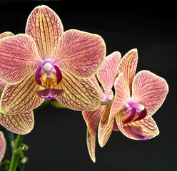 Orchidee