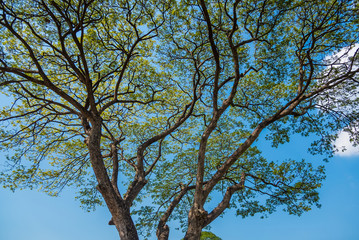 Old and giant big tree on a green field with sunlight afternoon.Thailand.