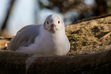Pequeña gaviota anidando