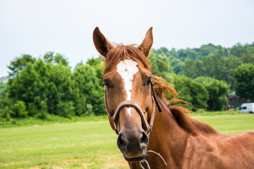 Portret pięknego brązowego konia