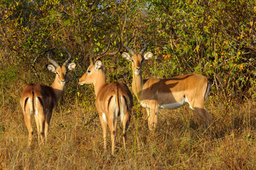 Impala {Aepyceros melampus} bachelor (male) herd. Limpopo Province. South Africa