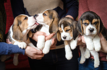 Four cute beagle puppets in ladies' hands. Two of them sleepy and two licking each other