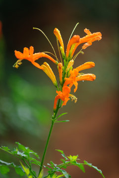 Cape honeysuckle (Tecomaria capensis) flower. Mpumlanga. South Africa