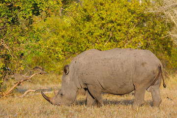 Fototapeta premium White rhinoceros or square-lipped rhinoceros (Ceratotherium simum). Limpopo Province. South Africa