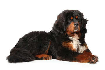 Young Tibetan Mastiff dog