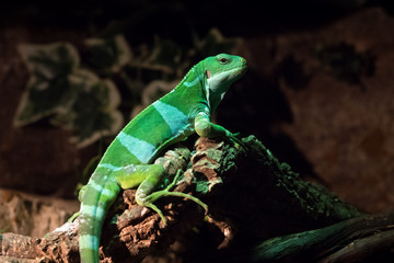 Iguana de las Fiji - Fidji Banded Iguana