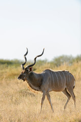 Greater kudu (Tragelaphus strepsiceros). Limpopo Province. South Africa