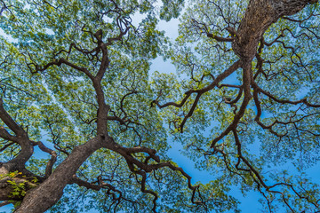 Old and giant big tree on a green field with sunlight afternoon.Thailand.