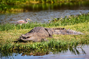 alligator in everglades