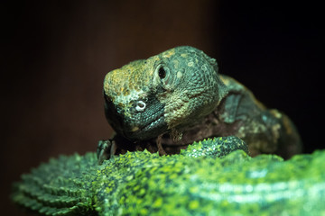 Lagarto de Cola Espinosa 