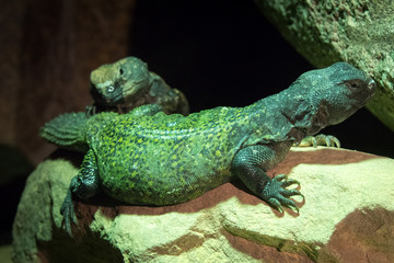 Fototapeta premium Lagarto de Cola Espinosa 