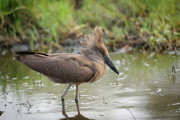 Hamerkop or lightning bird, (Scopus umbretta). Botswana