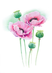 Pink poppies and buds