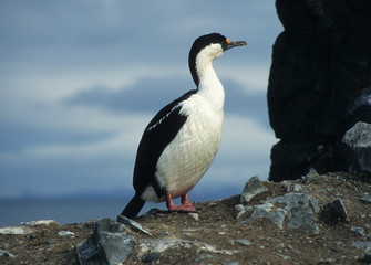 Antarctica; A close-up of an Aalscholver