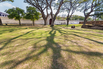 Old and giant big tree on a green field with sunlight afternoon.Thailand.