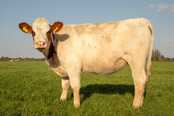 Young, stocky white cow with brown ears, blade of grass in her mouth, seen from the side, stands in a meadow, and a blue sky.