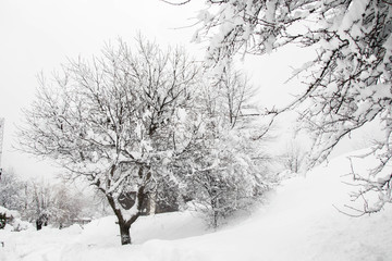 Single snow covered tree in winter mountain scene, winter resort Smolyan, Bulgaria, Rhodope Mountains. Beautiful mountain landscape, unique nature