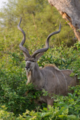 Naklejka na ściany i meble Greater kudu (Tragelaphus strepsiceros). Botswana