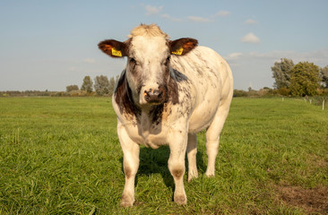 Plakat Mottled coated, dapples, grass fed beef cow with white bangs and black ears, stands in a meadow under a blue sky.