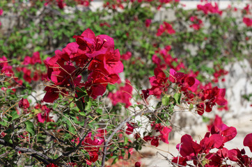 Sunny day bright red flowers blooming hibiscus on a background of green leaves in Greece