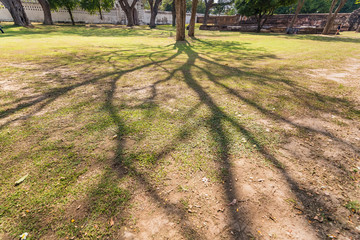 Old and giant big tree on a green field with sunlight afternoon.Thailand.