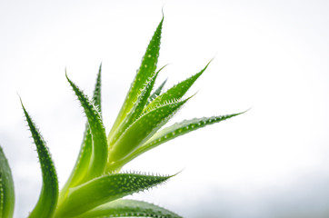 Small aloe vera plant