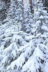 snow covered pine trees