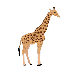 Giraffe vector illustration