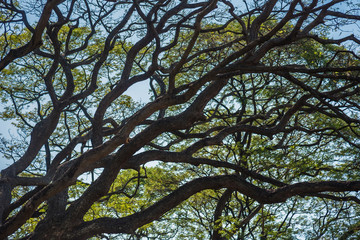 Fototapeta premium Old and giant big tree on a green field with sunlight afternoon.Thailand.