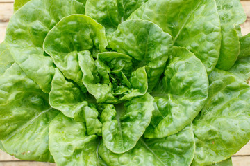 Large leaf fresh green salad straight from the garden