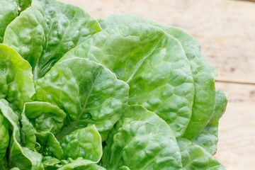 Large leaf fresh green salad straight from the garden