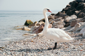 White swan on the lake bank