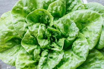 Large leaf fresh green salad straight from the garden