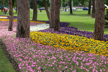Flowers in park