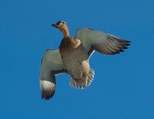 Female Mallard Duck Flying Above in a Sunny Blue Sky