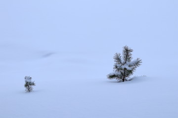 tree in snow