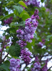 The lilac branch on the branch blossomed in may.