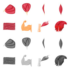 Isolated object of fiber and muscular symbol. Set of fiber and body  vector icon for stock.