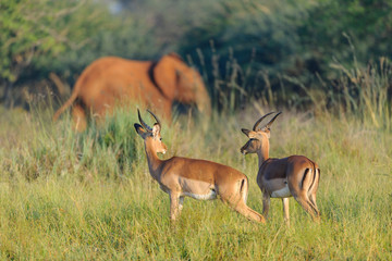 Impala {Aepyceros melampus} watching African bush elephant (Loxodonta africana) aka African savanna elephant or African elephant. North West Province. South Africa