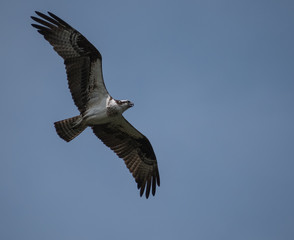 Isolated Osprey Flying With Wings Open in Pale Dark Blue Sky